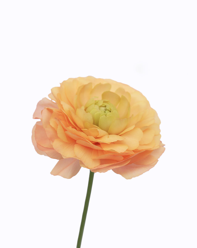 Cloni® Success® Grand Pastel