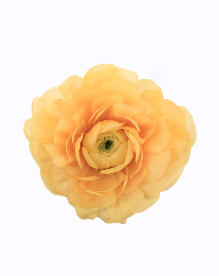 Cloni® Success® Grand Pastel