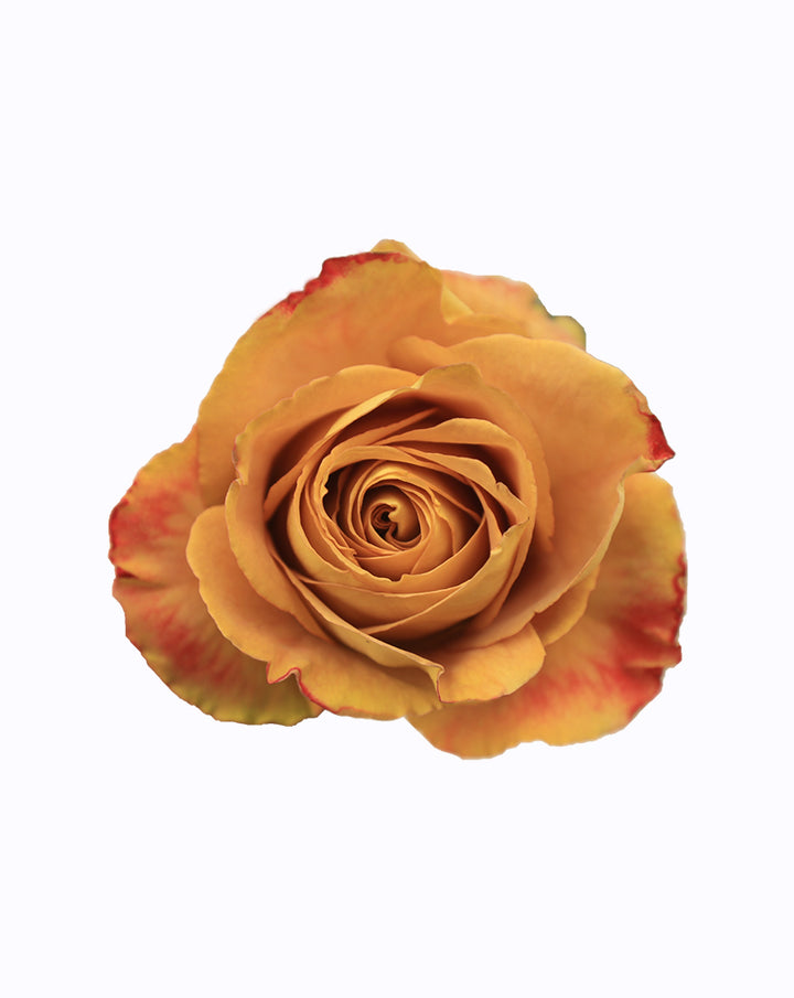 Heart of Gold