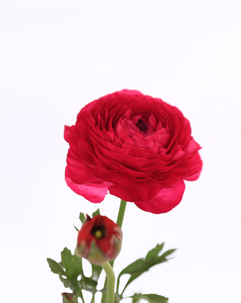 Elegance® Hot Pink