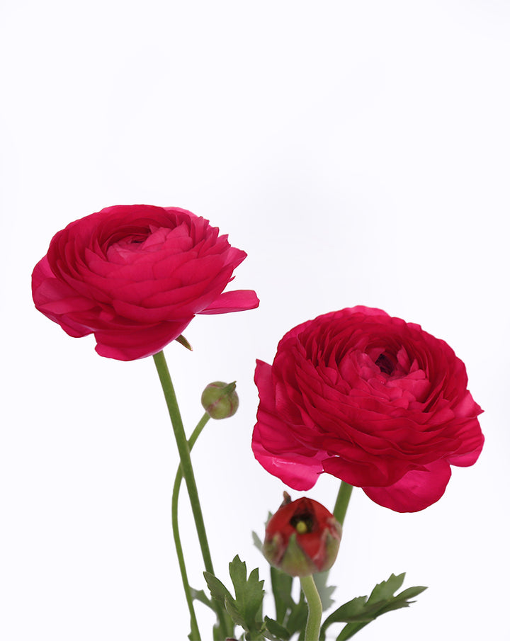 Elegance® Hot Pink