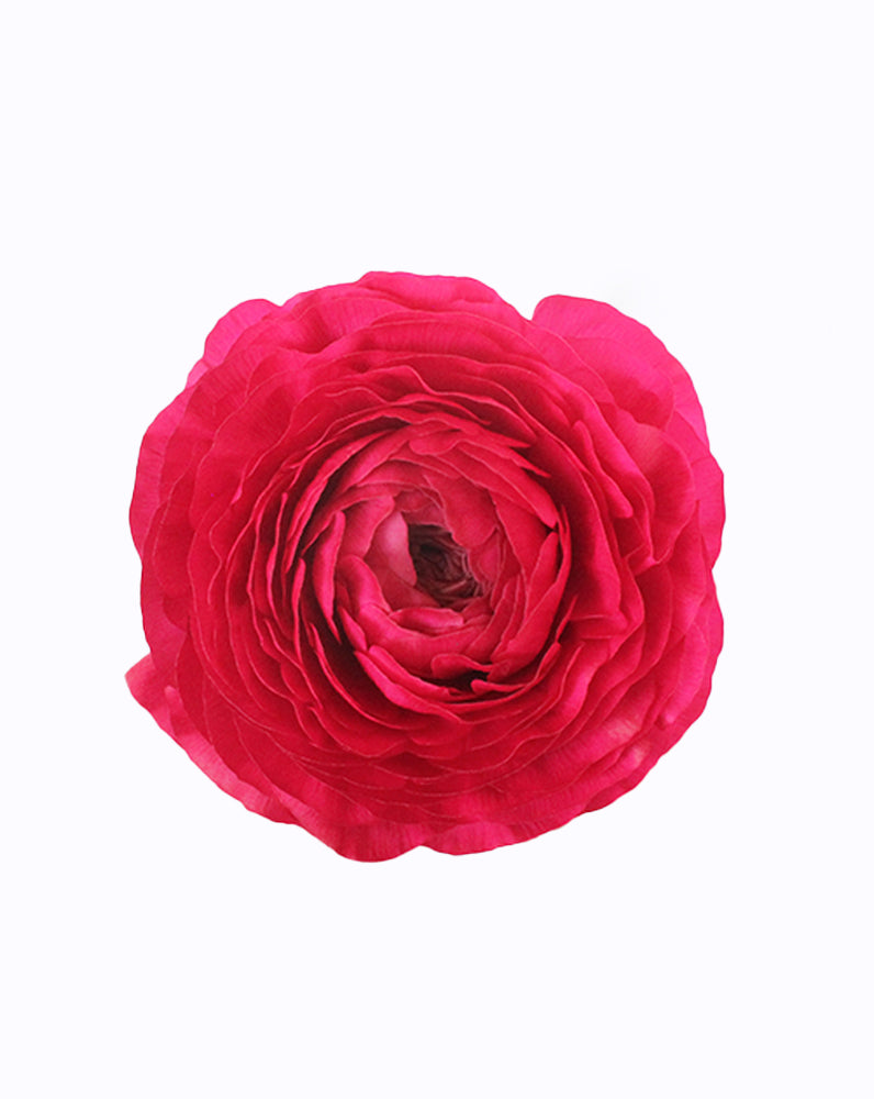 Ranunculus