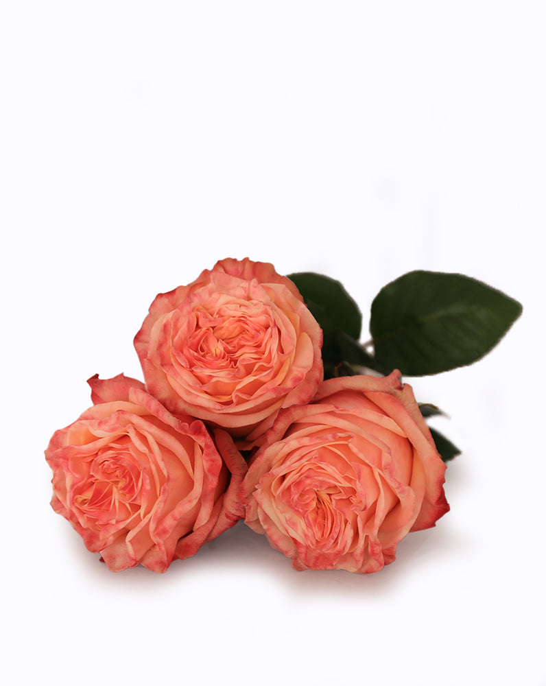 Lovely Heart