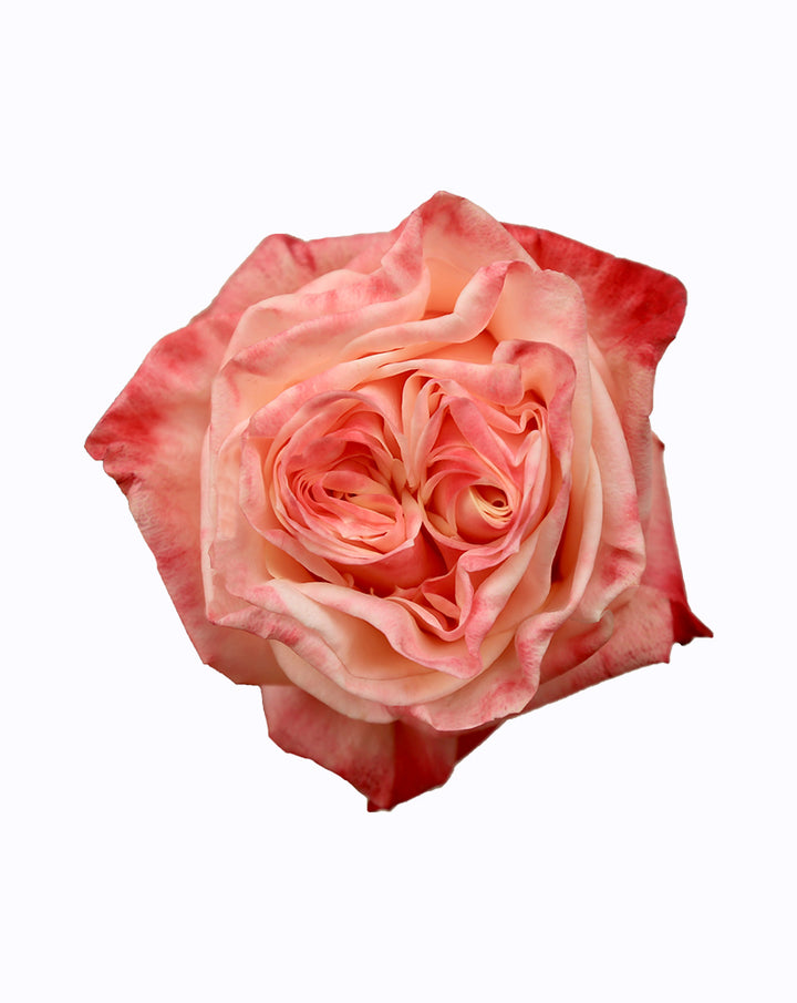 Lovely Heart