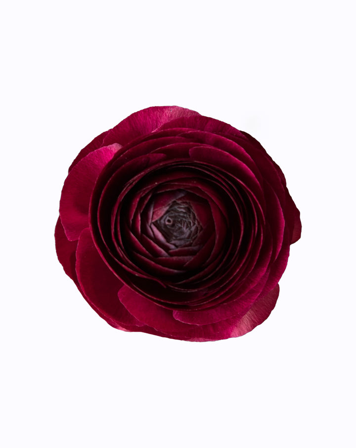 Elegance® Malva