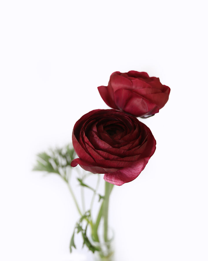Elegance® Malva