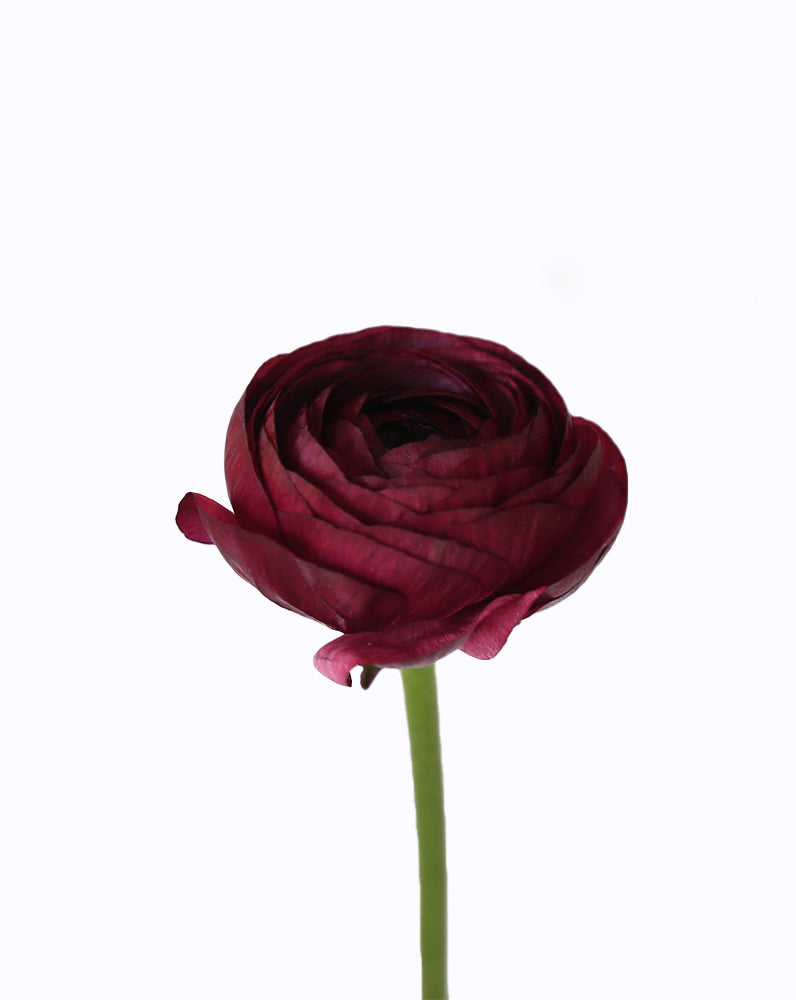 Elegance® Malva