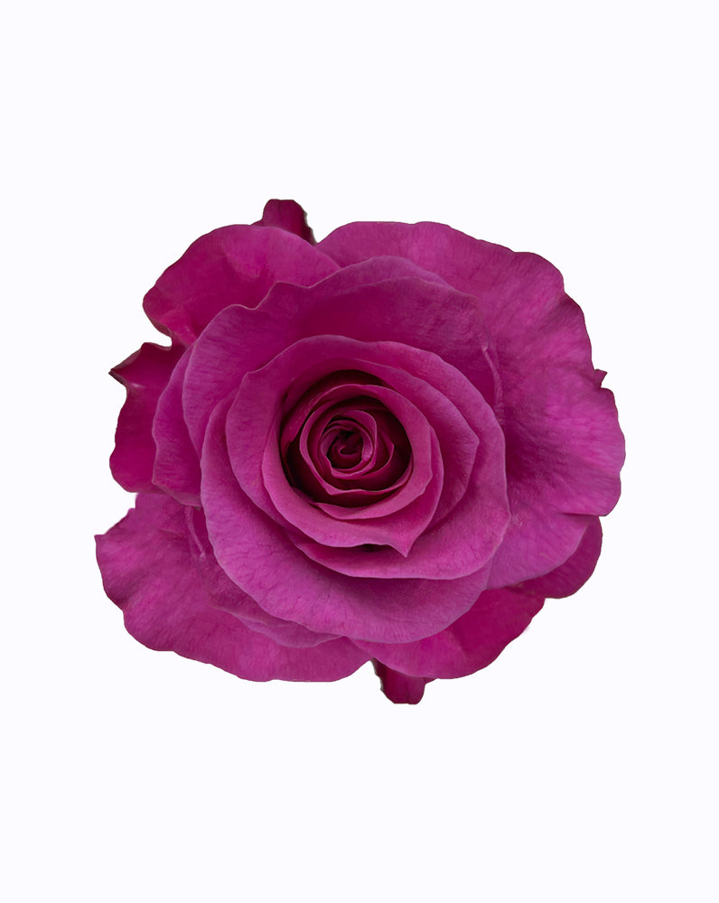 Garden Roses
