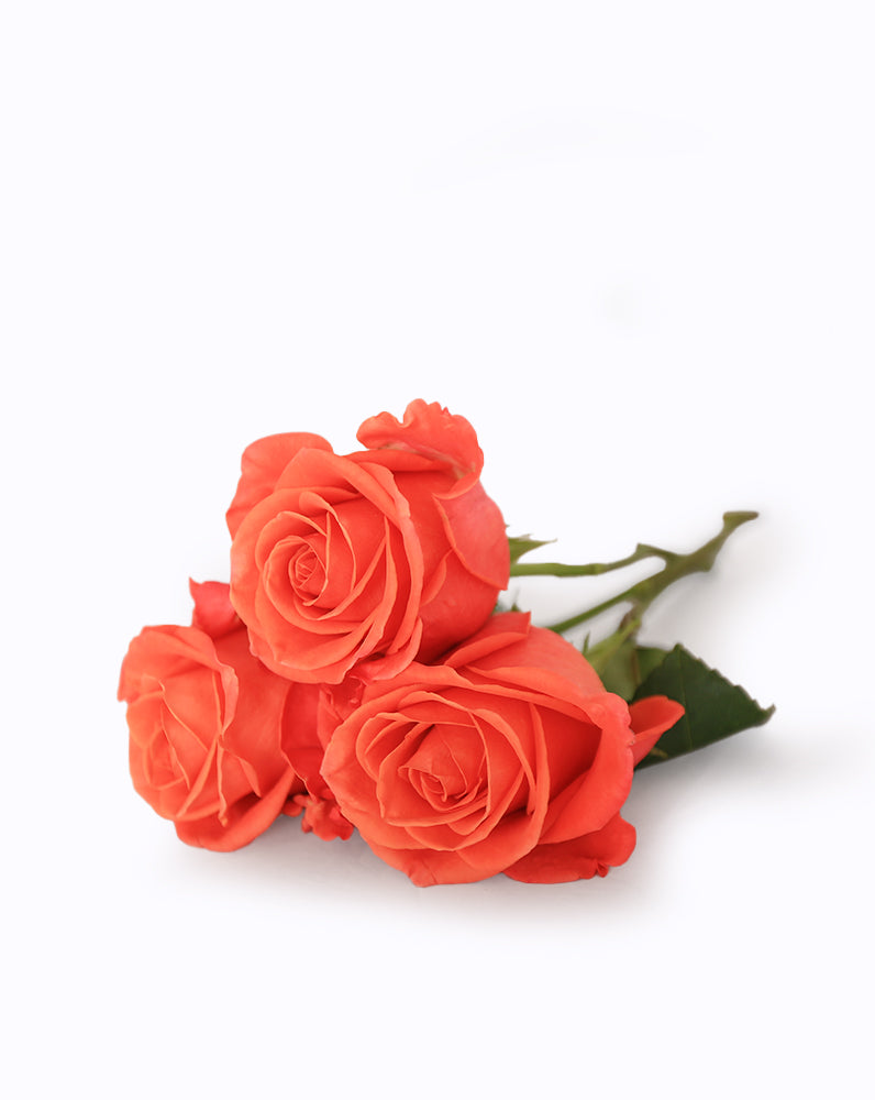 Orange Crush