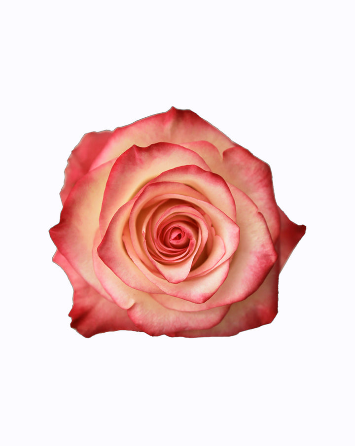Paloma