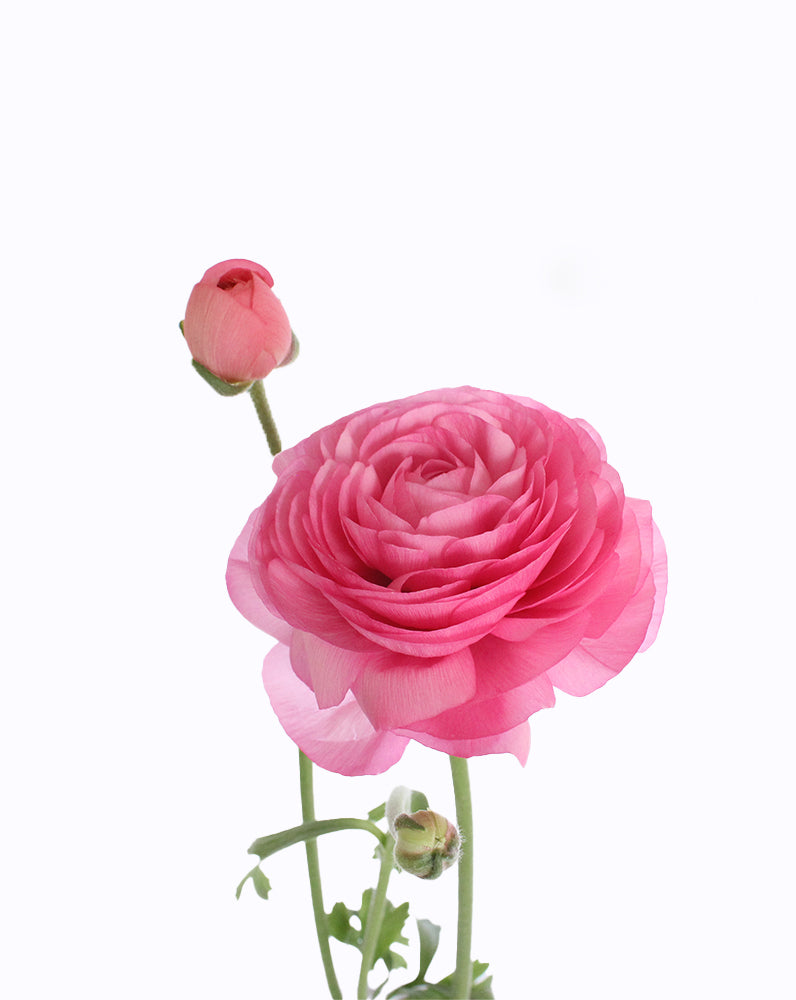 Elegance® Pastello