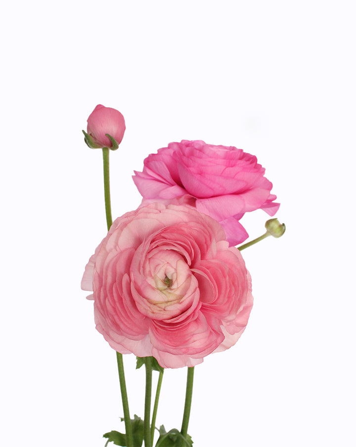 Elegance® Pastello