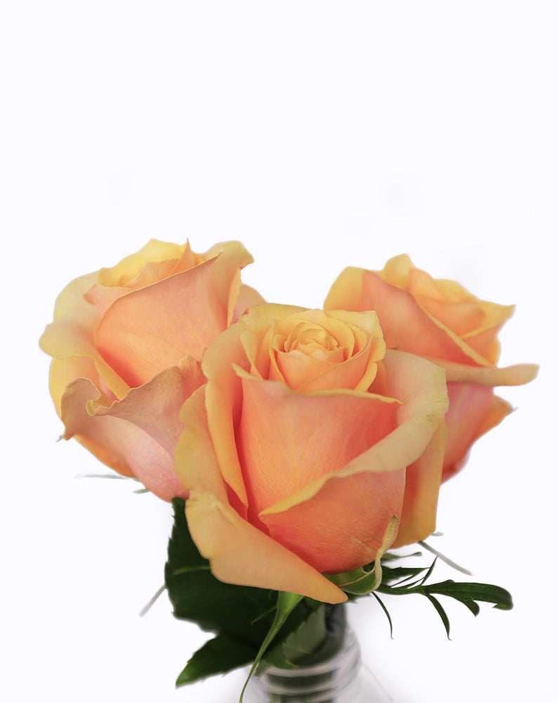 Peach Love