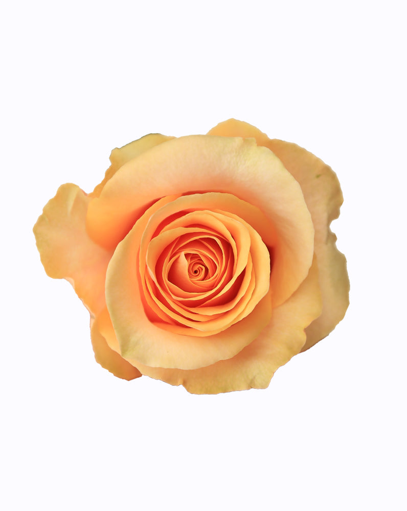 Peach Love