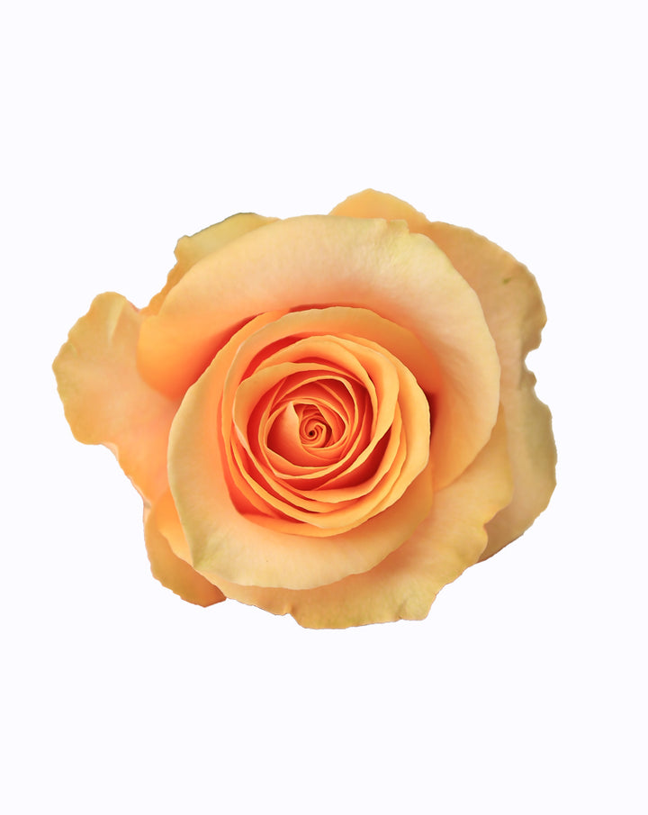 Peach Love