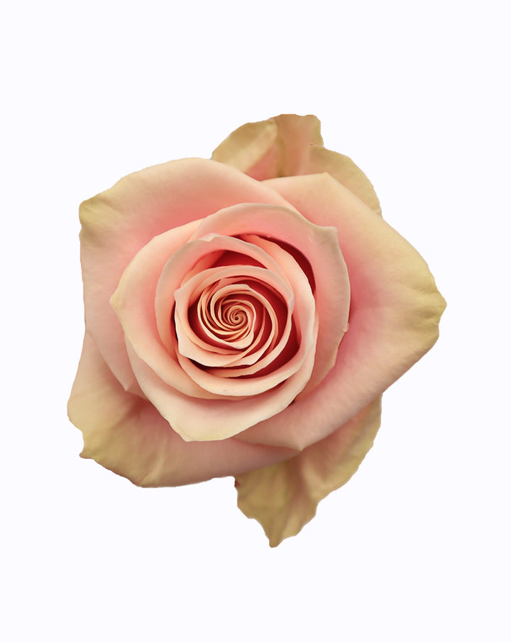 Pink Amaretto