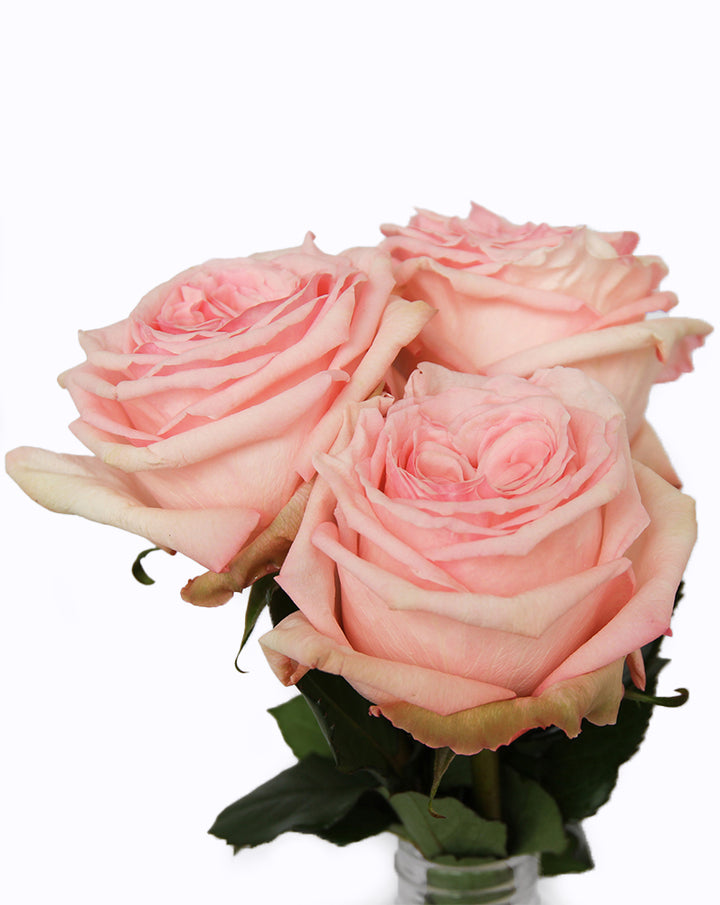 Pink O'hara