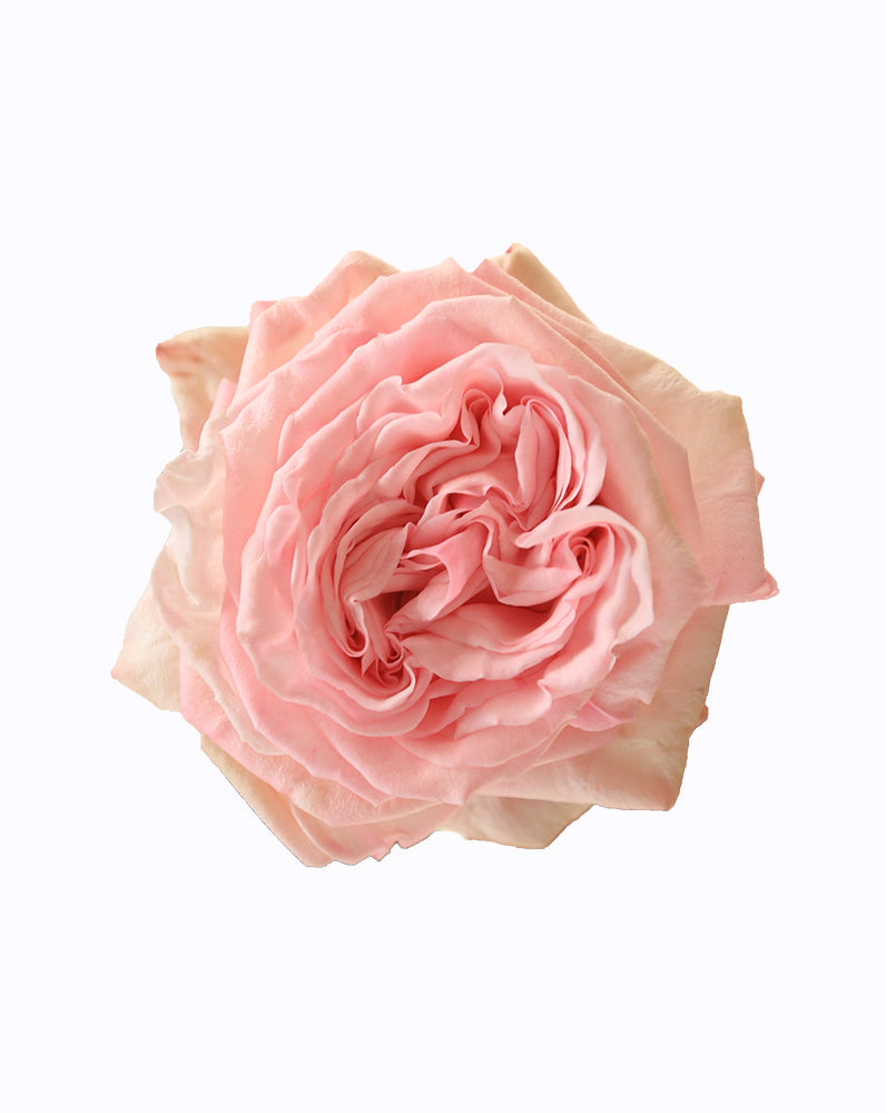 Pink O'hara