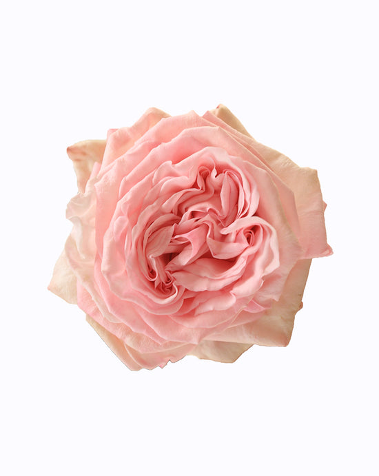 Pink O'hara