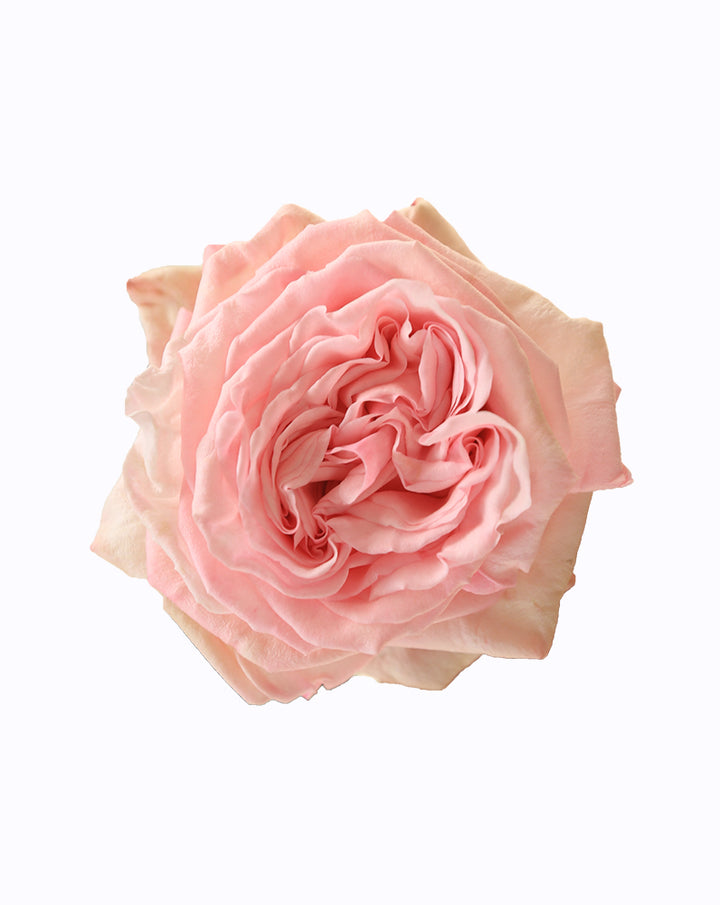 Pink O'hara