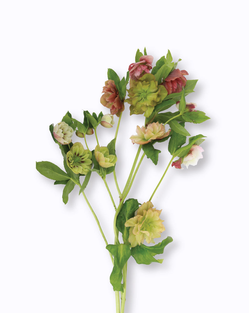 Helleborus