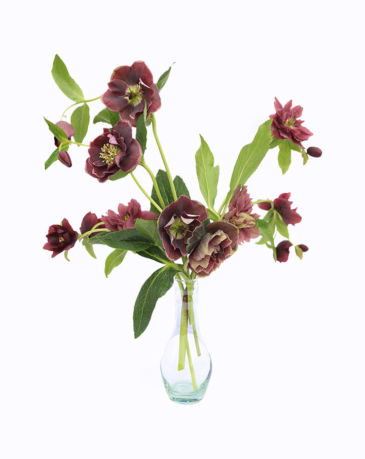 Double Ellen® Purple