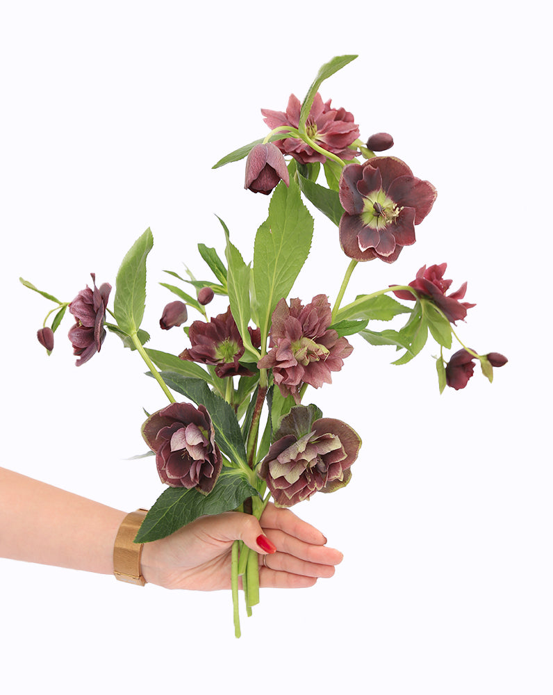 Double Ellen® Purple
