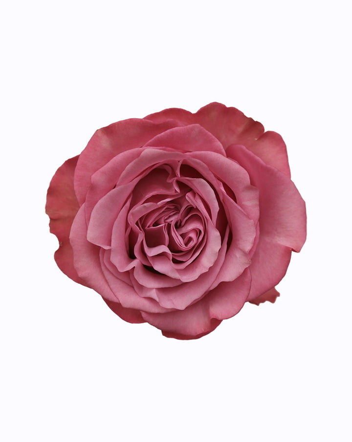 Queen's Crown