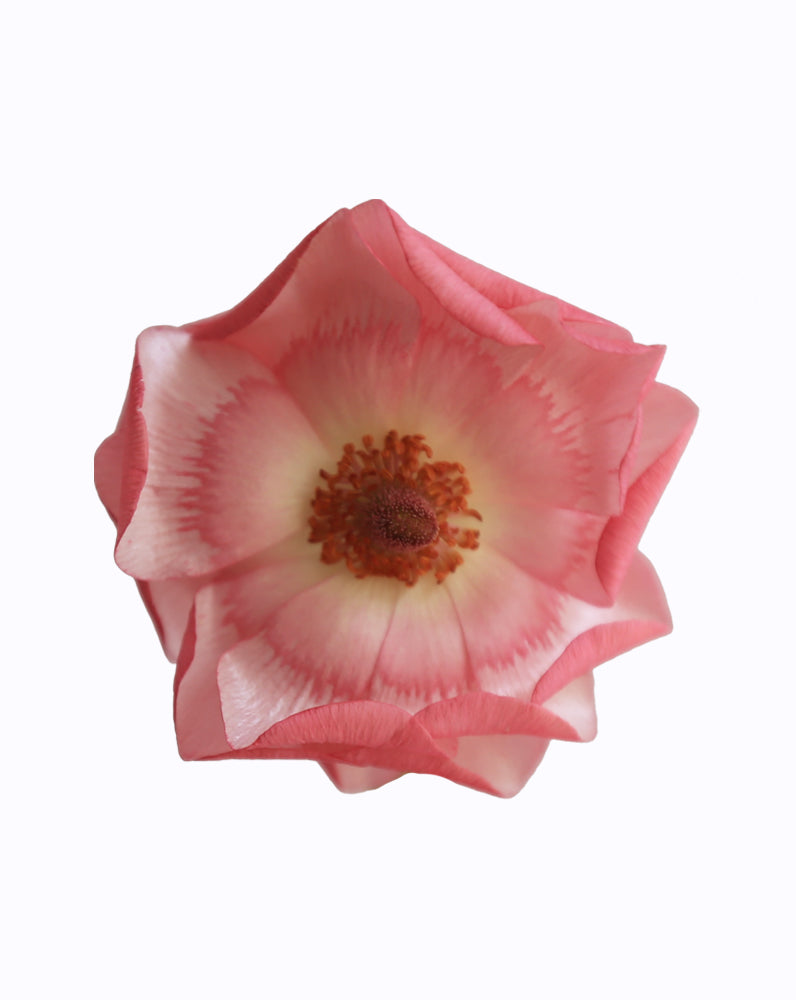 Rococo Pink