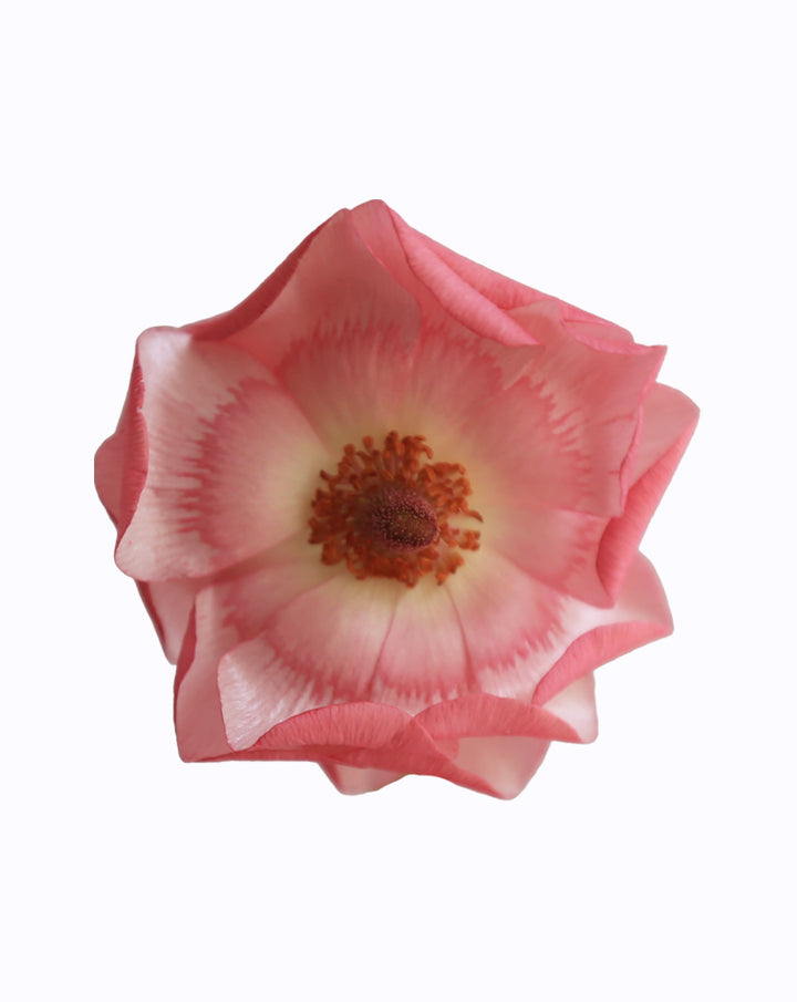 Rococo Pink