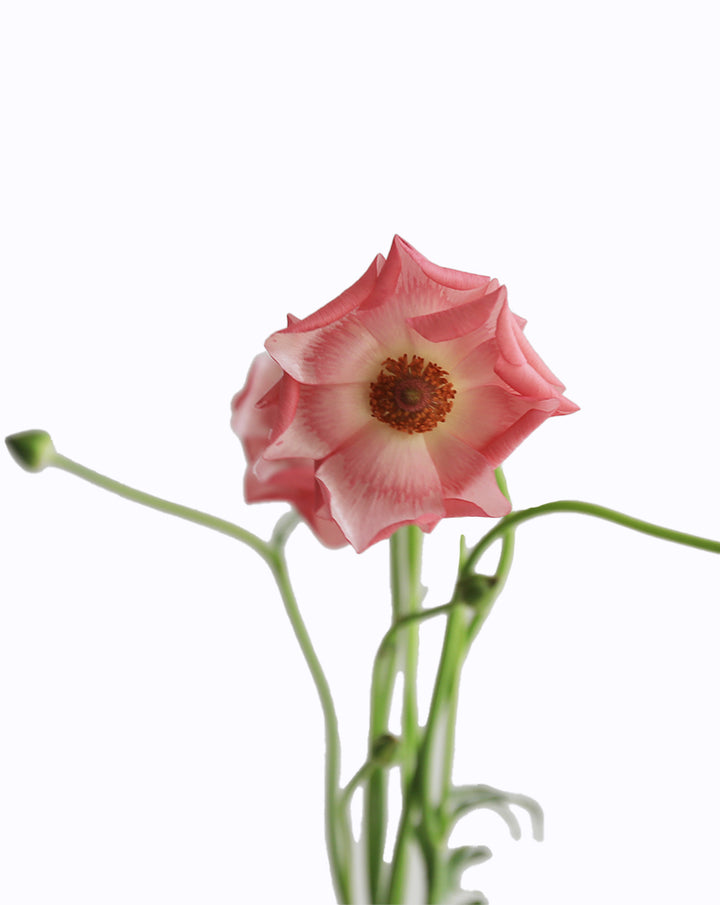 Rococo Pink