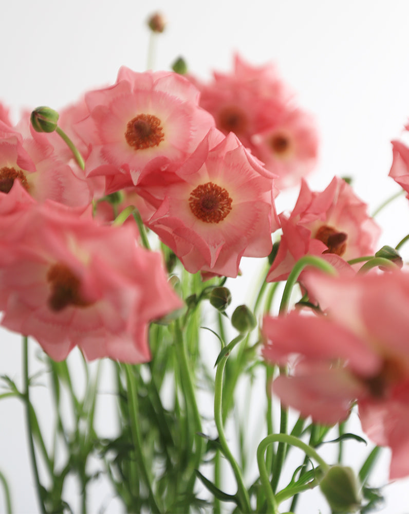 Rococo Pink