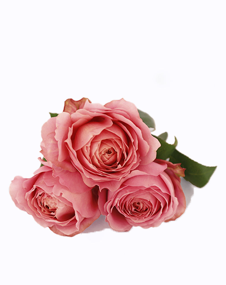 Romantic Antike