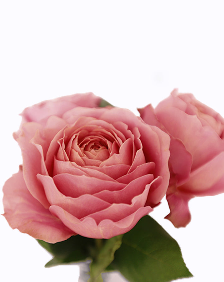 Romantic Antike