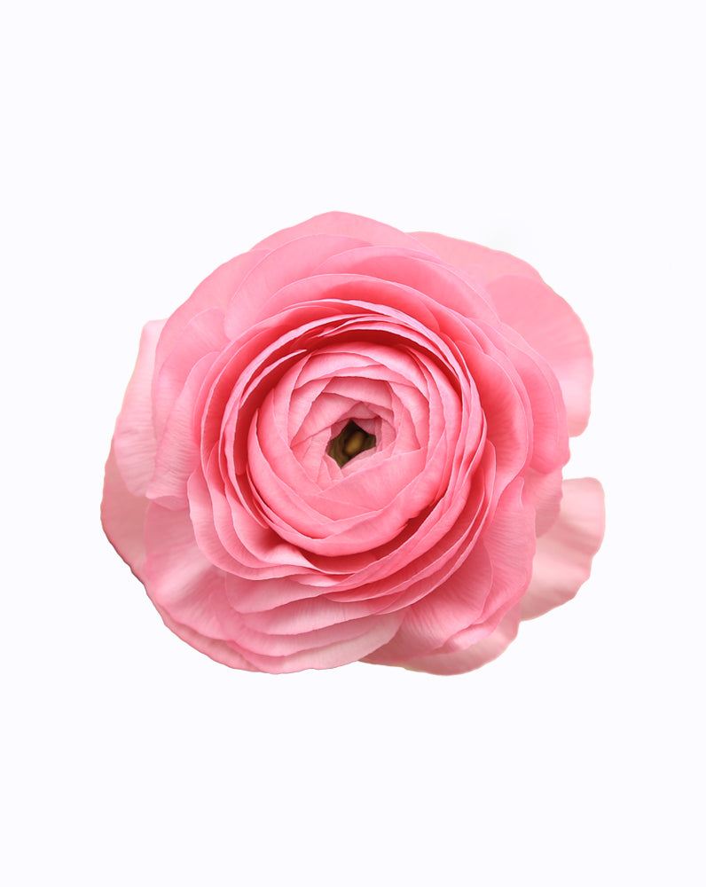 Elegance® Rosa