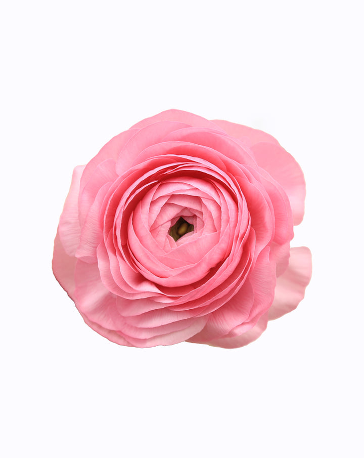 Elegance® Rosa