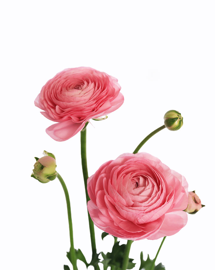 Elegance® Rosa