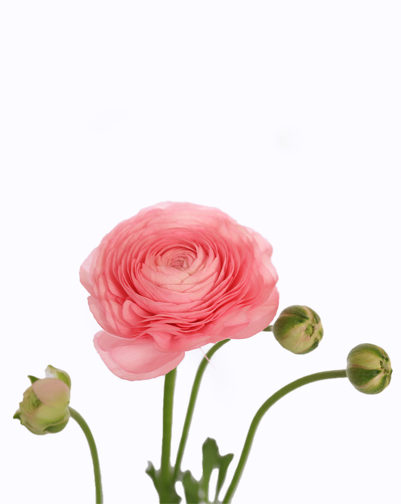 Elegance® Rosa