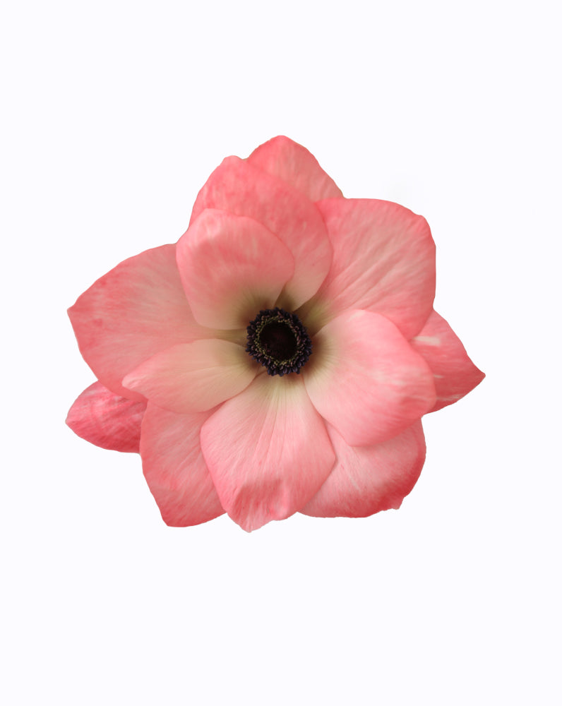 Mistral® Rosa Chiaro