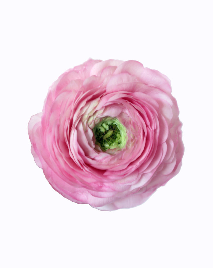 Elegance® Rosa Chiaro