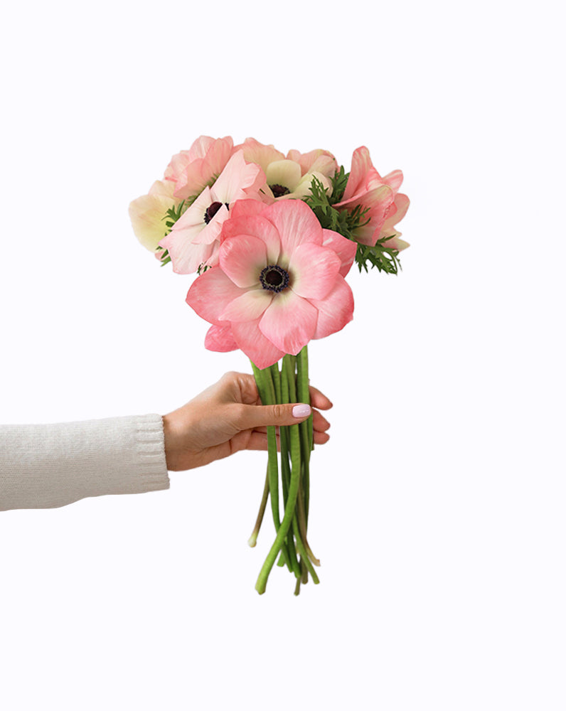 Mistral® Rosa Chiaro