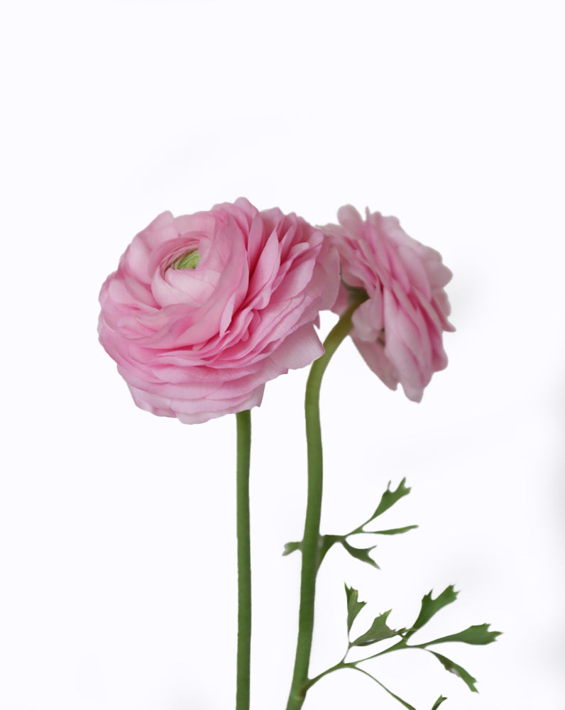 Elegance® Rosa Chiaro