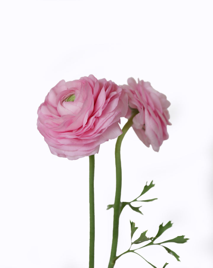 Elegance® Rosa Chiaro