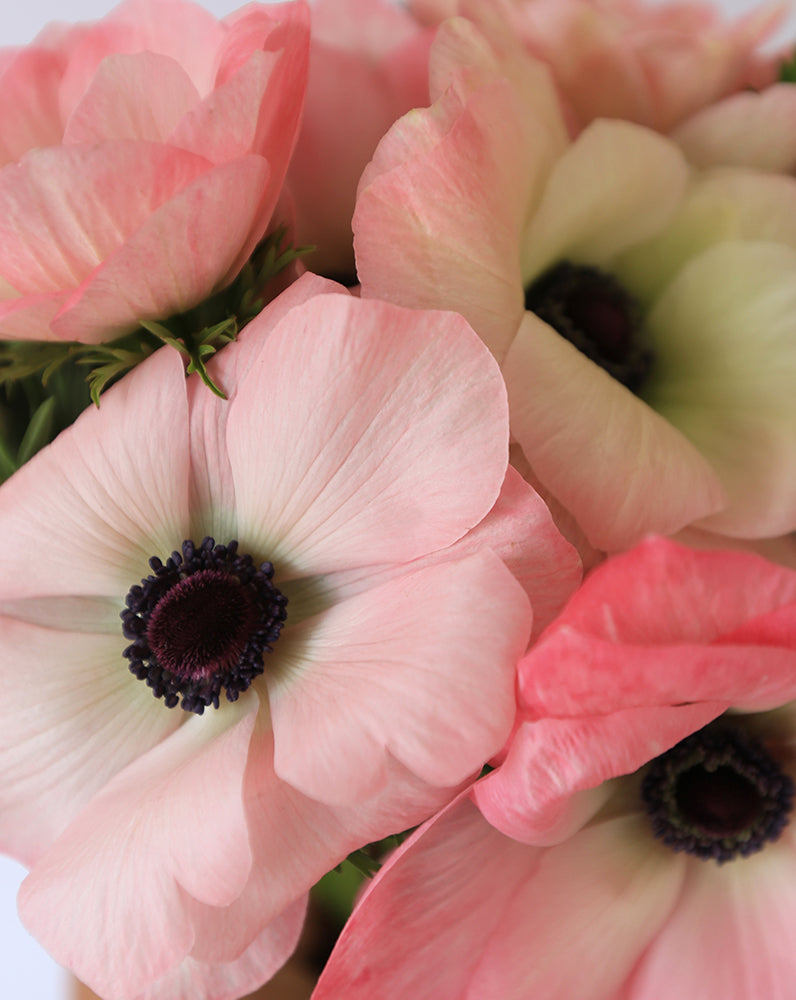 Mistral® Rosa Chiaro
