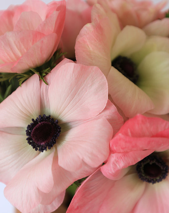 Mistral® Rosa Chiaro