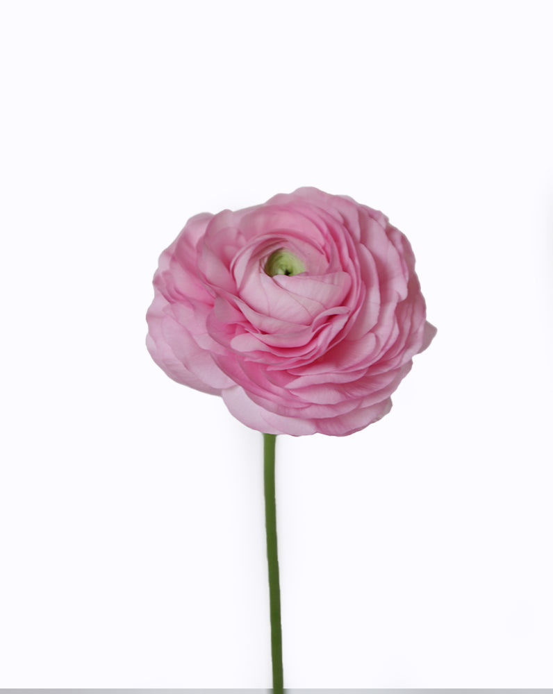 Elegance® Rosa Chiaro