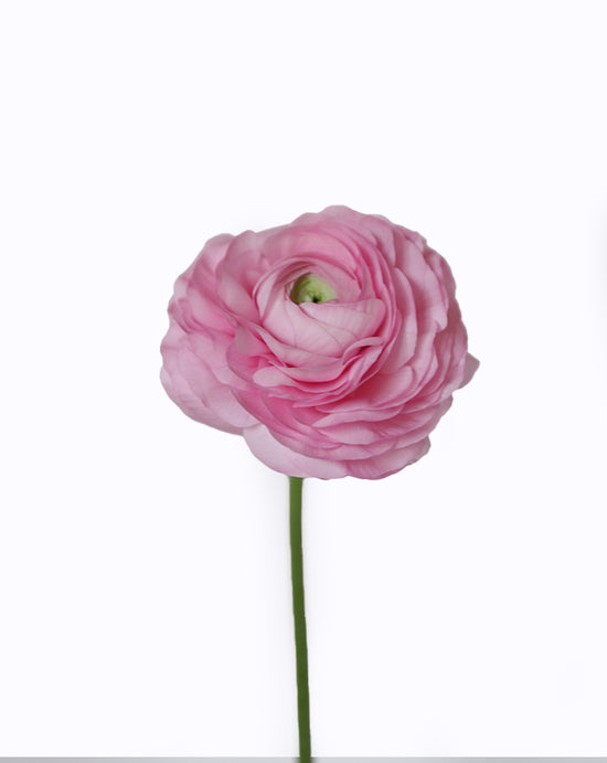 Elegance® Rosa Chiaro
