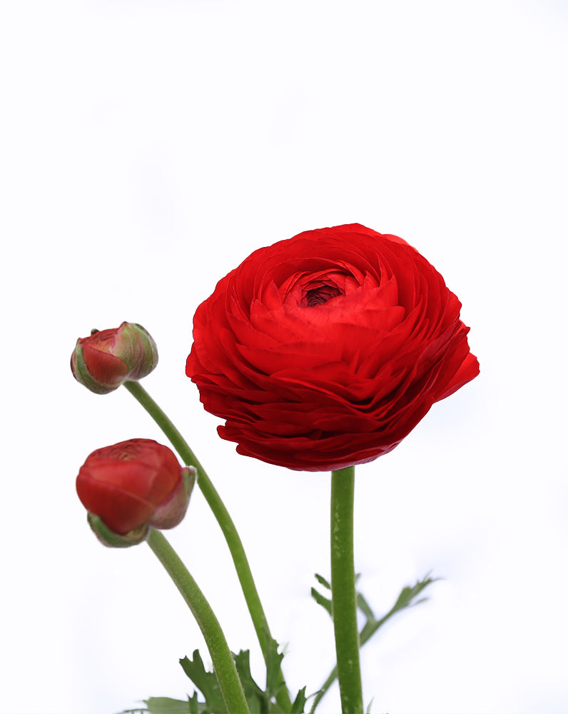 Elegance® Rosso