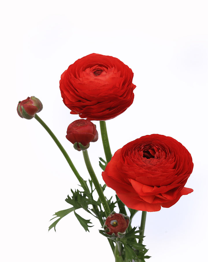 Elegance® Rosso