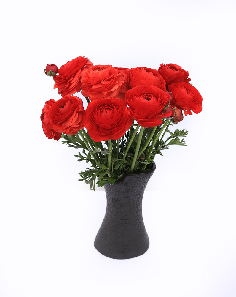 Elegance® Rosso